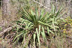 Weak-leaf yucca